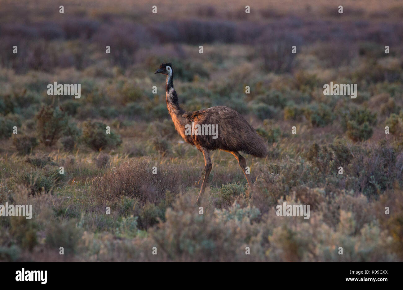 Emu (Dromaius novaehollandiae) at sunset in outback NSW, Australia Stock Photo