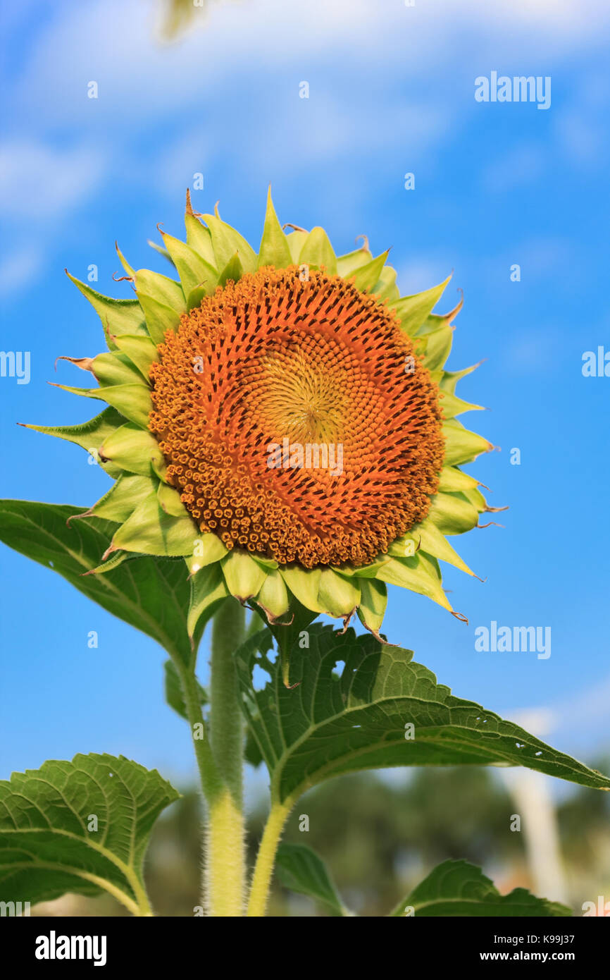 Field of blooming sunflowers on a background blue sky Stock Photo - Alamy