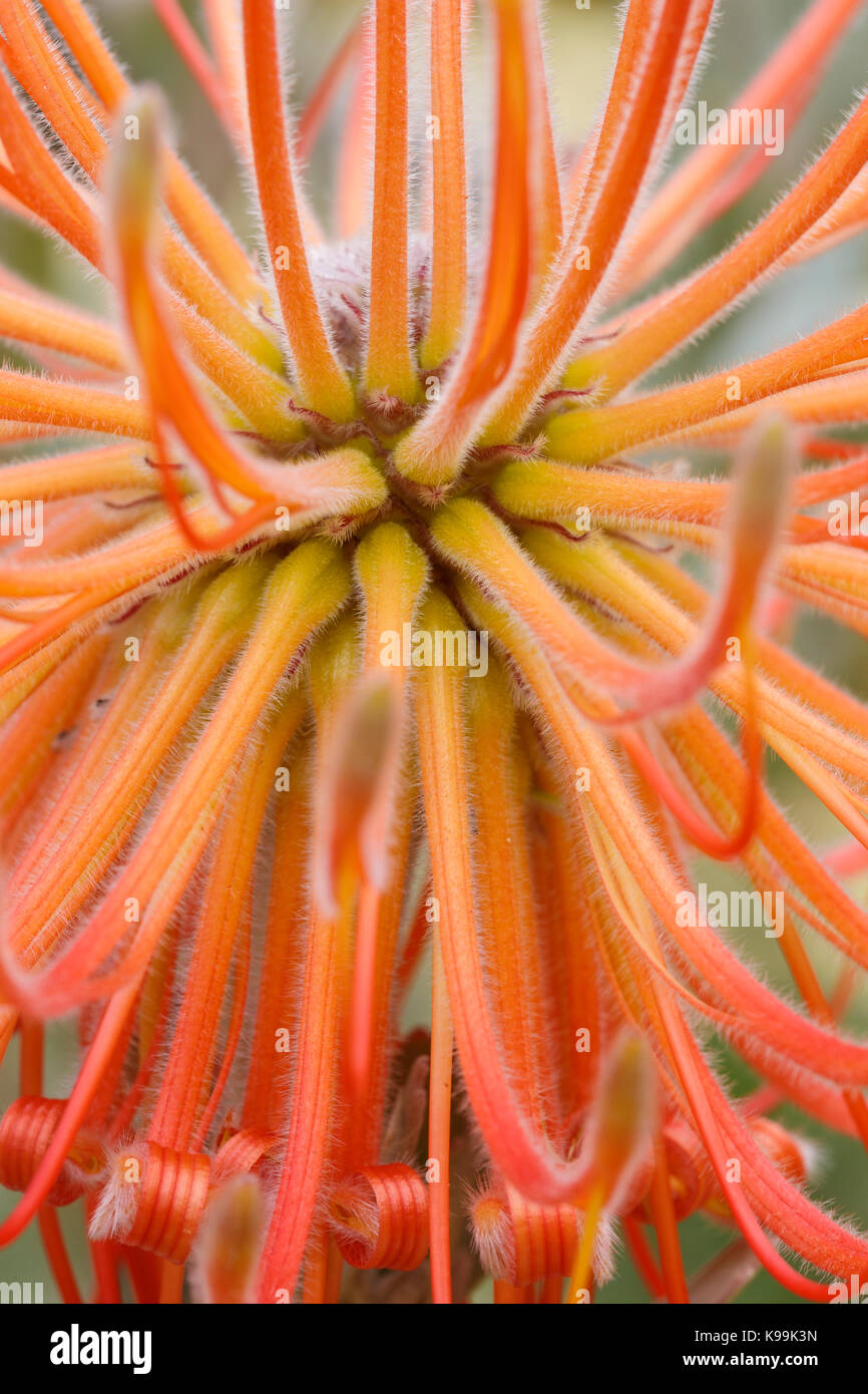 Pincushion Protea, Leucospermum reflexum, Clanwilliam, South Africa. Family Proteaceae Stock Photo