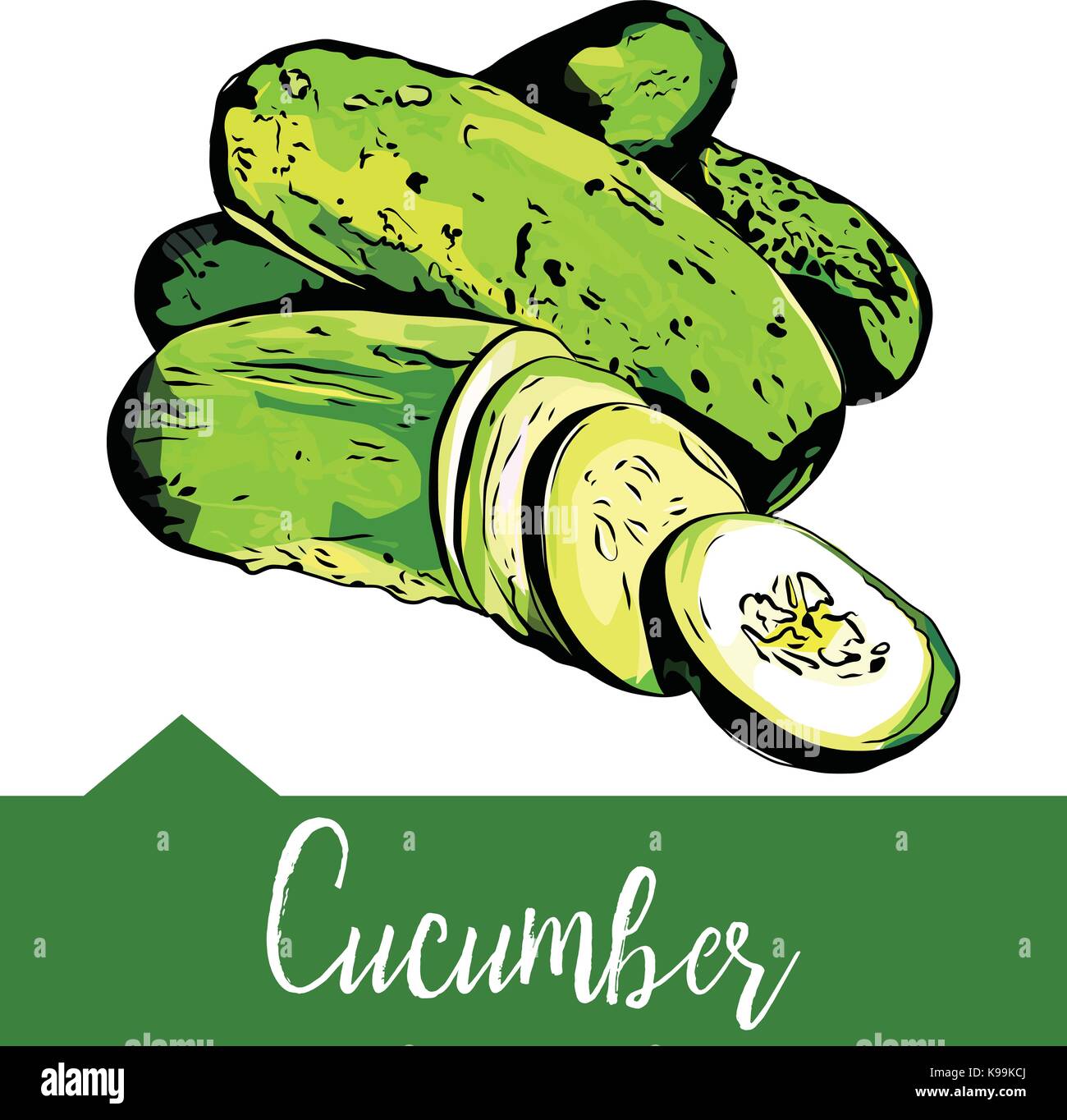 Vector illustration of a cucumber in hand drawn graphics depicted on a