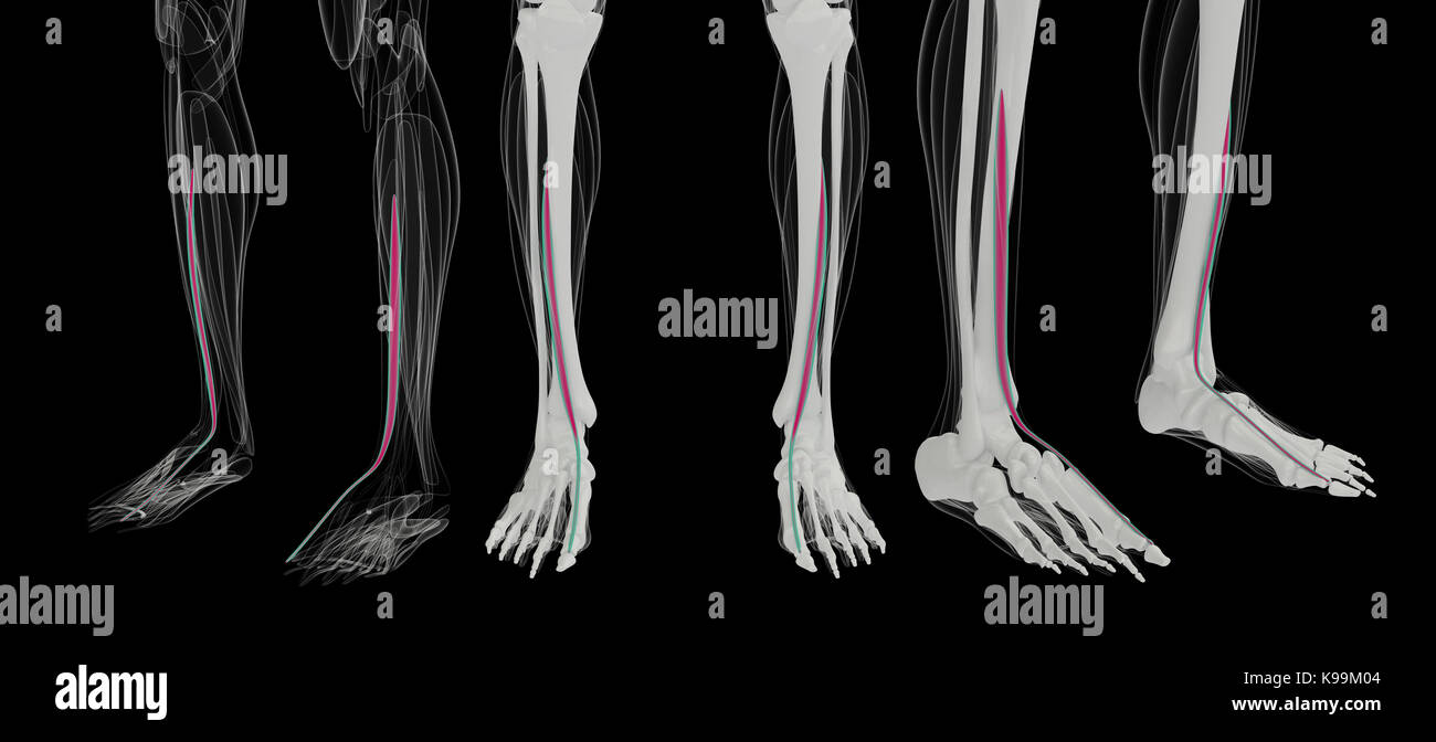 3d rendering medically accurate muscle illustration of the extensor ...