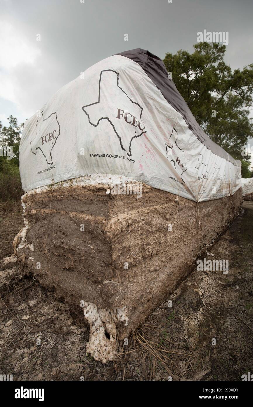El Campo, USA. 21st Sep, 2017. Cotton farm ravaged by Hurricane Harvey