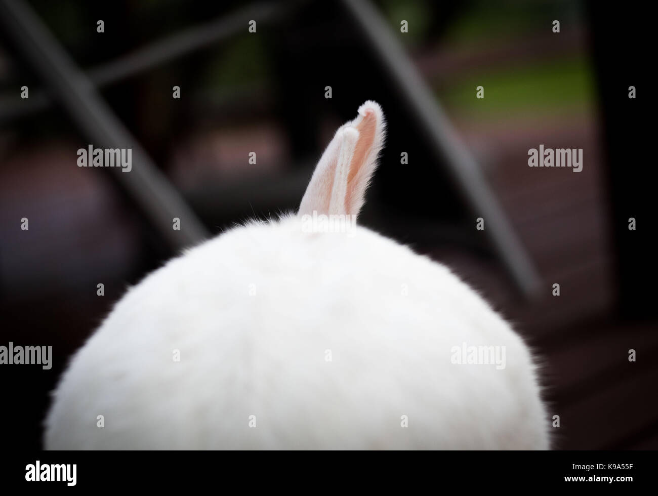 Frankfurt am Main, Germany. 22nd Sep, 2017. A white pygmy rabbit perks ...