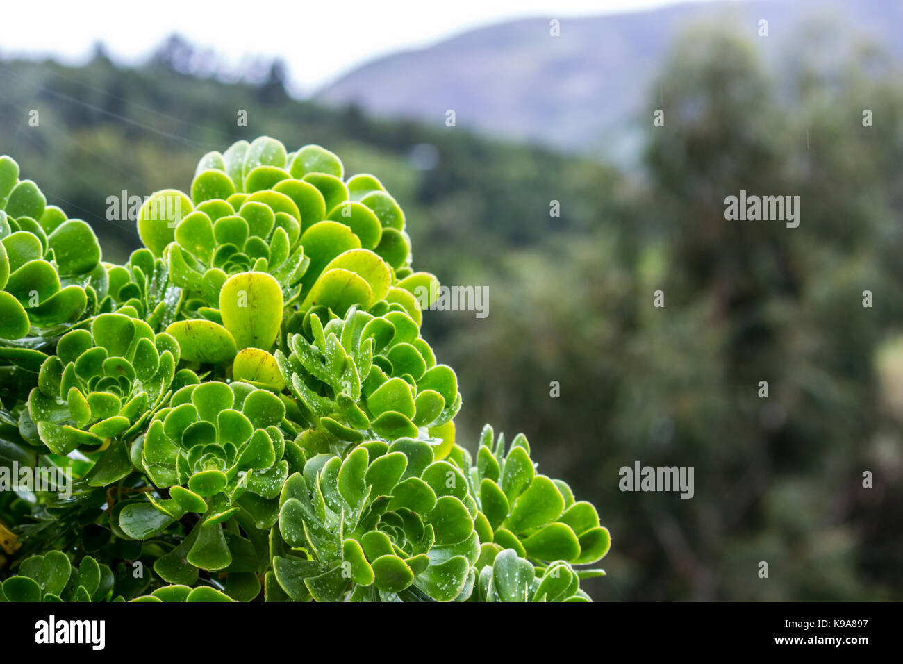 Green Nature. Stock Photo