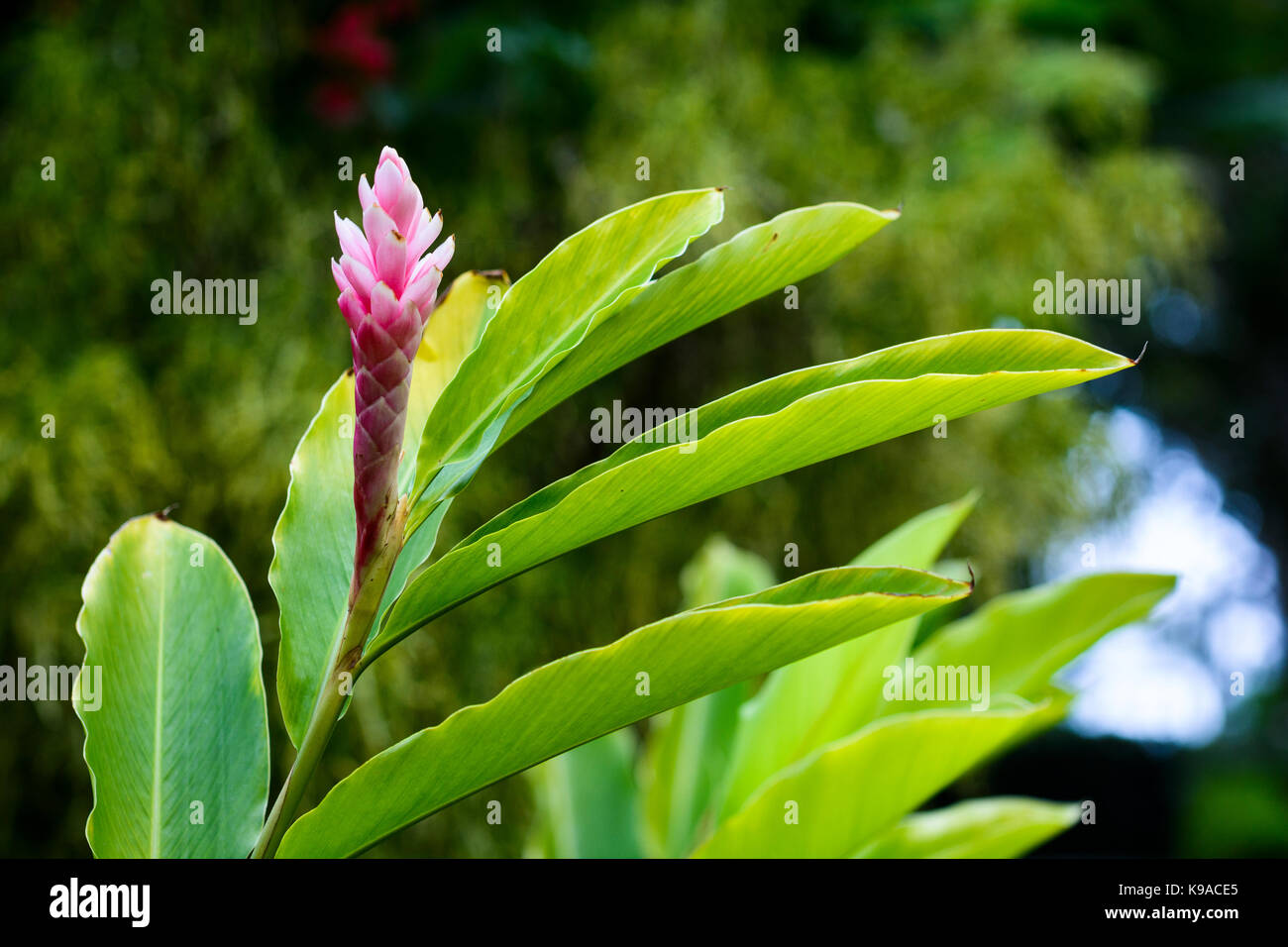 Pink ginger flower in botanical garden Stock Photo