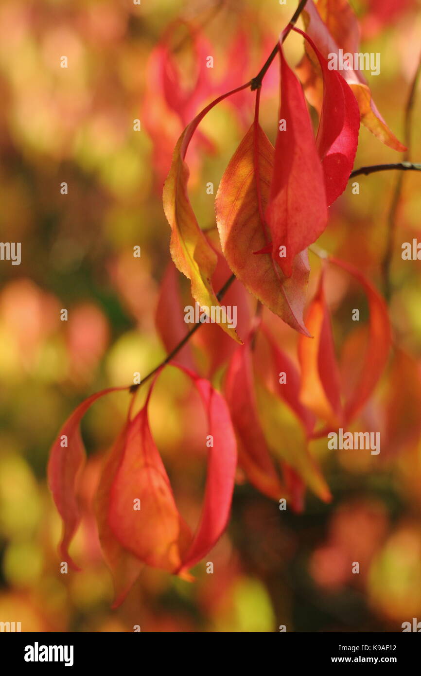 Euonymus bungeanus 'Dart's Pride' a small deciduous tree, displaying autumn foliage colour in an English garden, UK Stock Photo