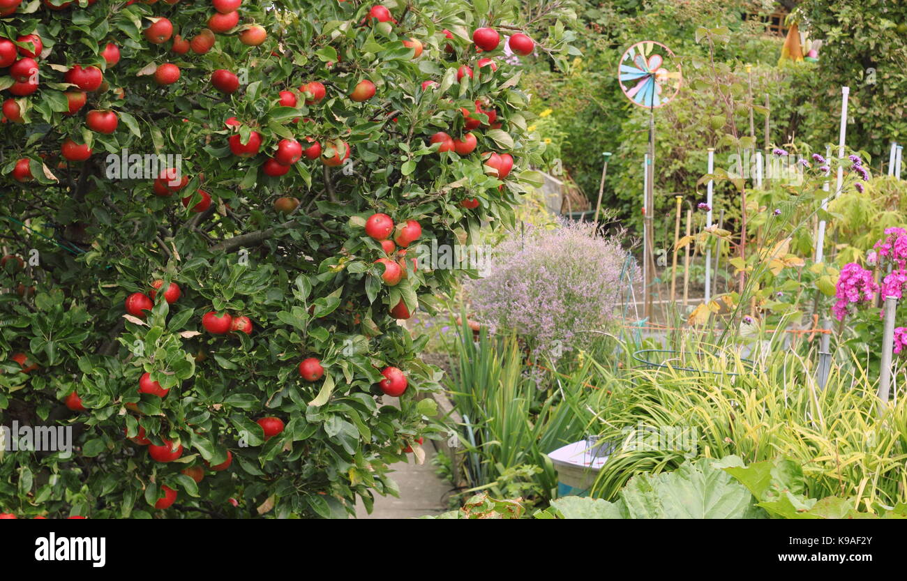 Malus domestica 'Discovery' apple tree, heavy with fruit, in an English allotment garden in late summer, UK Stock Photo