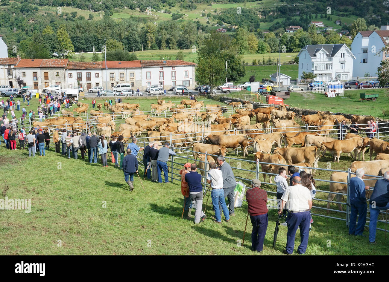 Live stock and Catlle market in the town of Panes in Asturias Spain Stock Photo