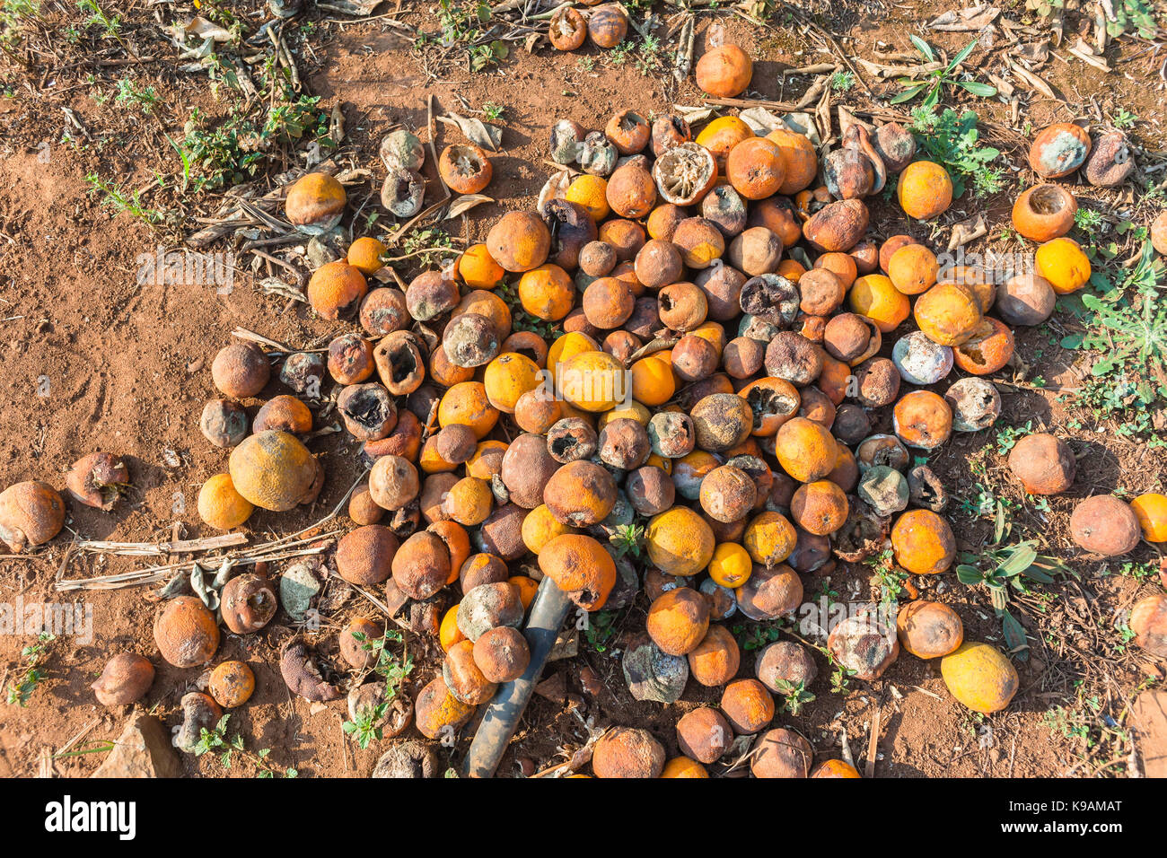 Rotten oranges hi-res stock photography and images - Alamy