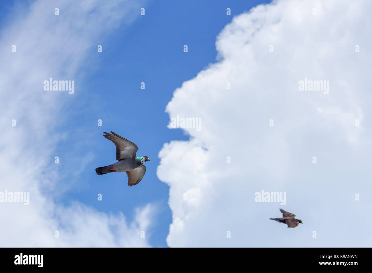 Seagull (white seabird) flying in the blue sky Stock Photo - Alamy