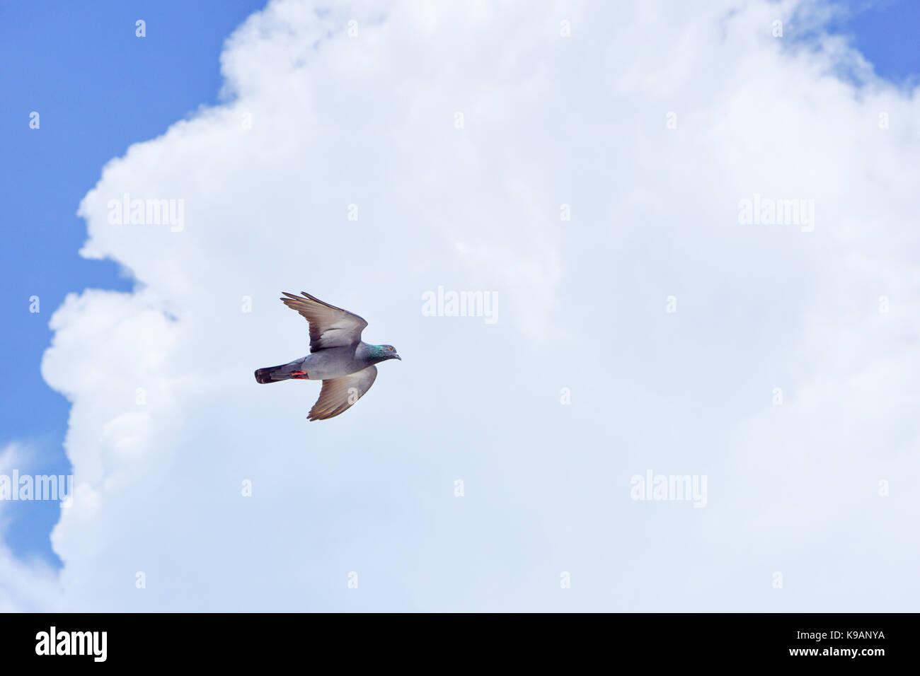 Seagull (white seabird) flying in the blue sky Stock Photo - Alamy