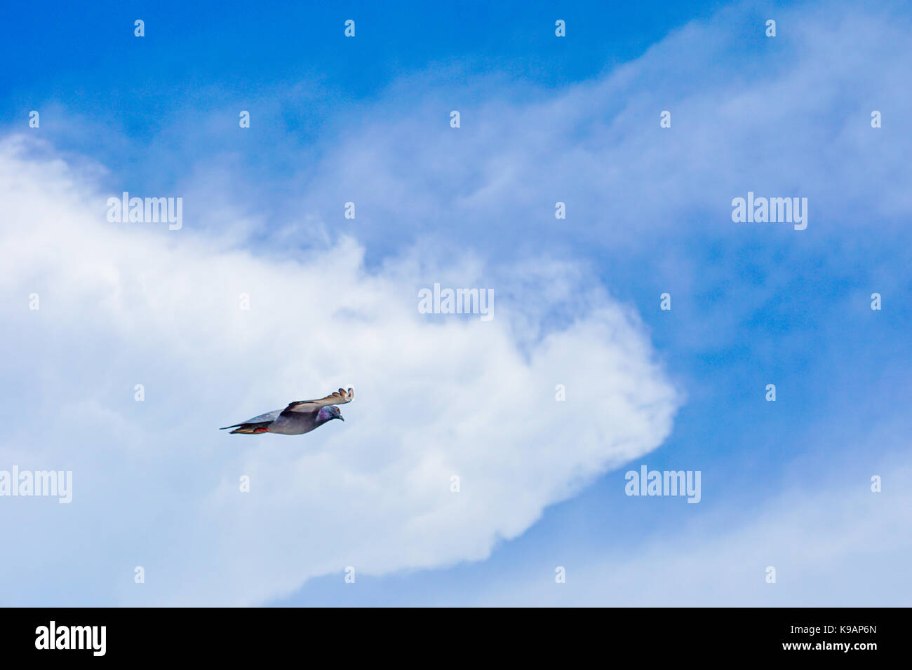 Seagull (white seabird) flying in the blue sky Stock Photo - Alamy