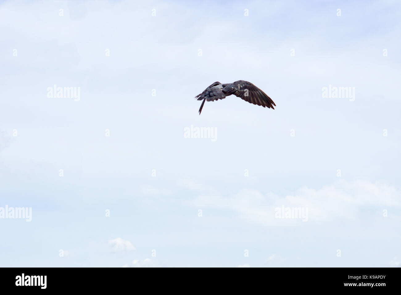 Seagull (white seabird) flying in the blue sky Stock Photo - Alamy