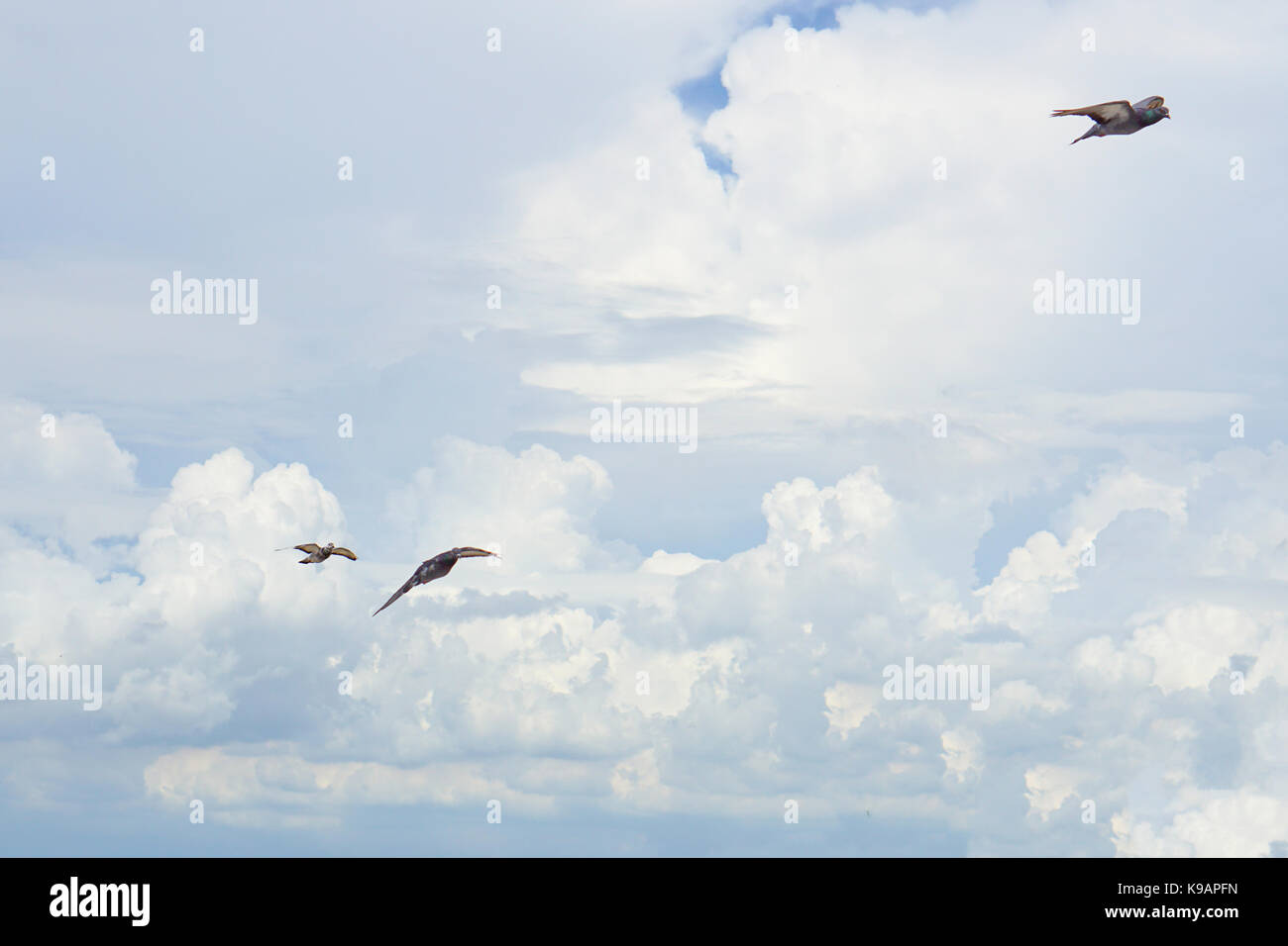 Seagull (white seabird) flying in the blue sky Stock Photo - Alamy