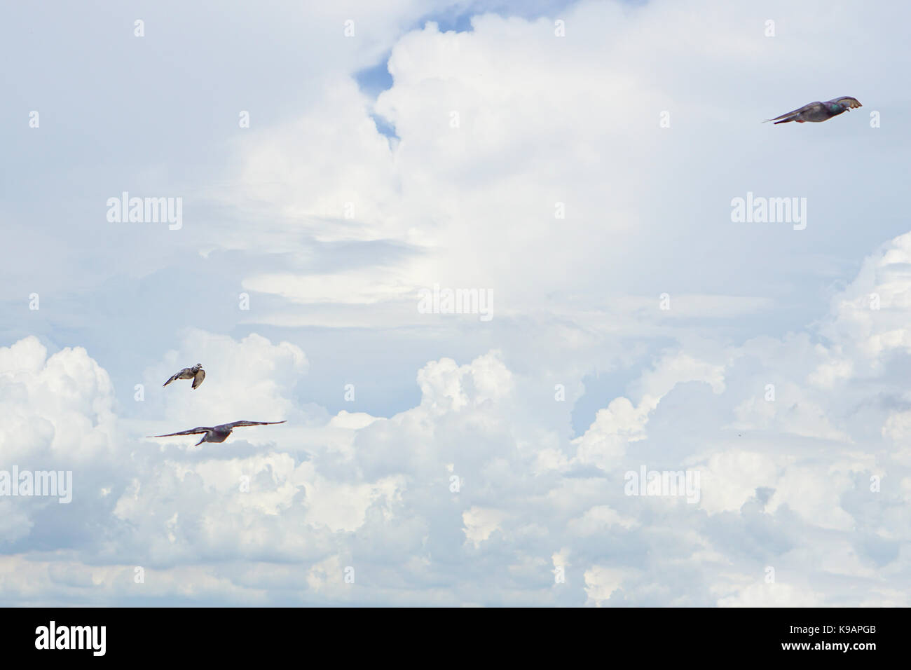 Seagull (white seabird) flying in the blue sky Stock Photo - Alamy