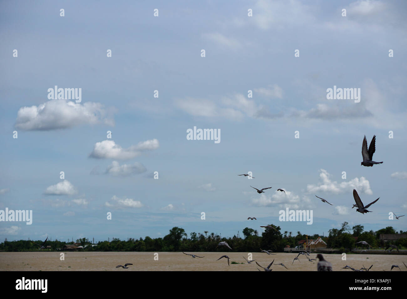 Seagull (white seabird) flying in the blue sky Stock Photo - Alamy