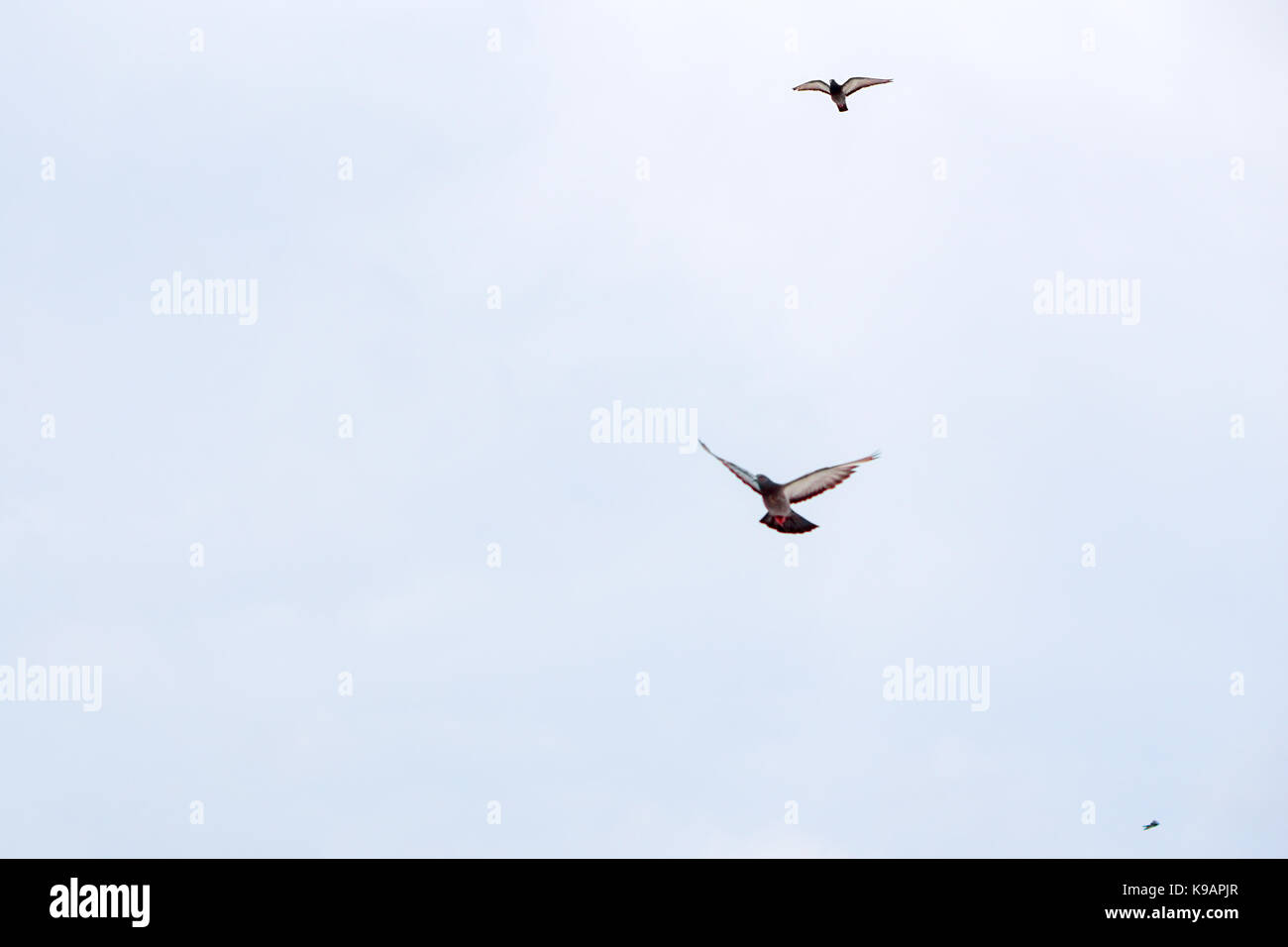 Seagull (white seabird) flying in the blue sky Stock Photo - Alamy