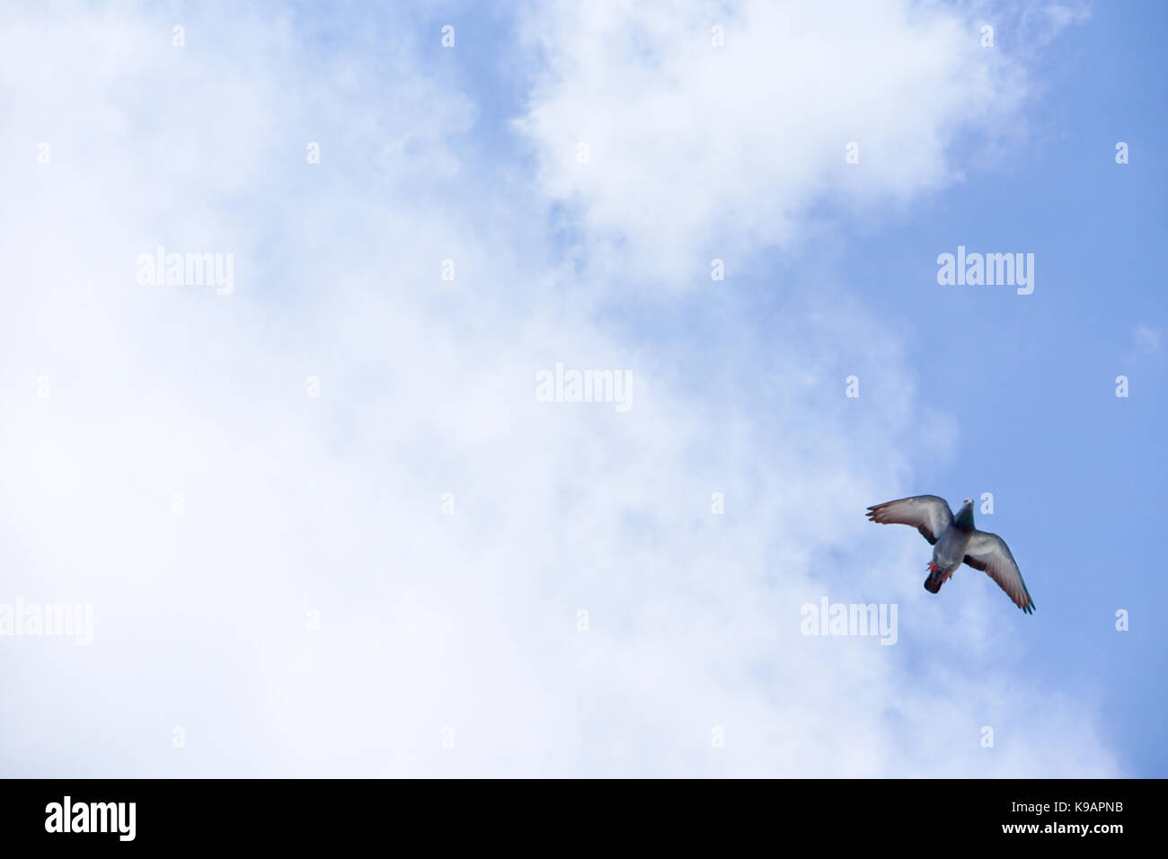 Seagull (white seabird) flying in the blue sky Stock Photo - Alamy