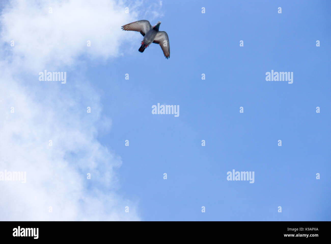 Seagull (white seabird) flying in the blue sky Stock Photo - Alamy