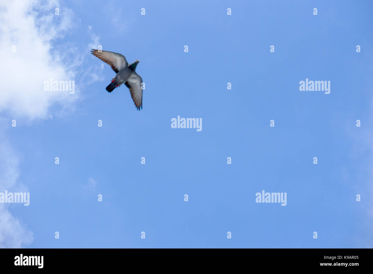 Seagull (white seabird) flying in the blue sky Stock Photo - Alamy