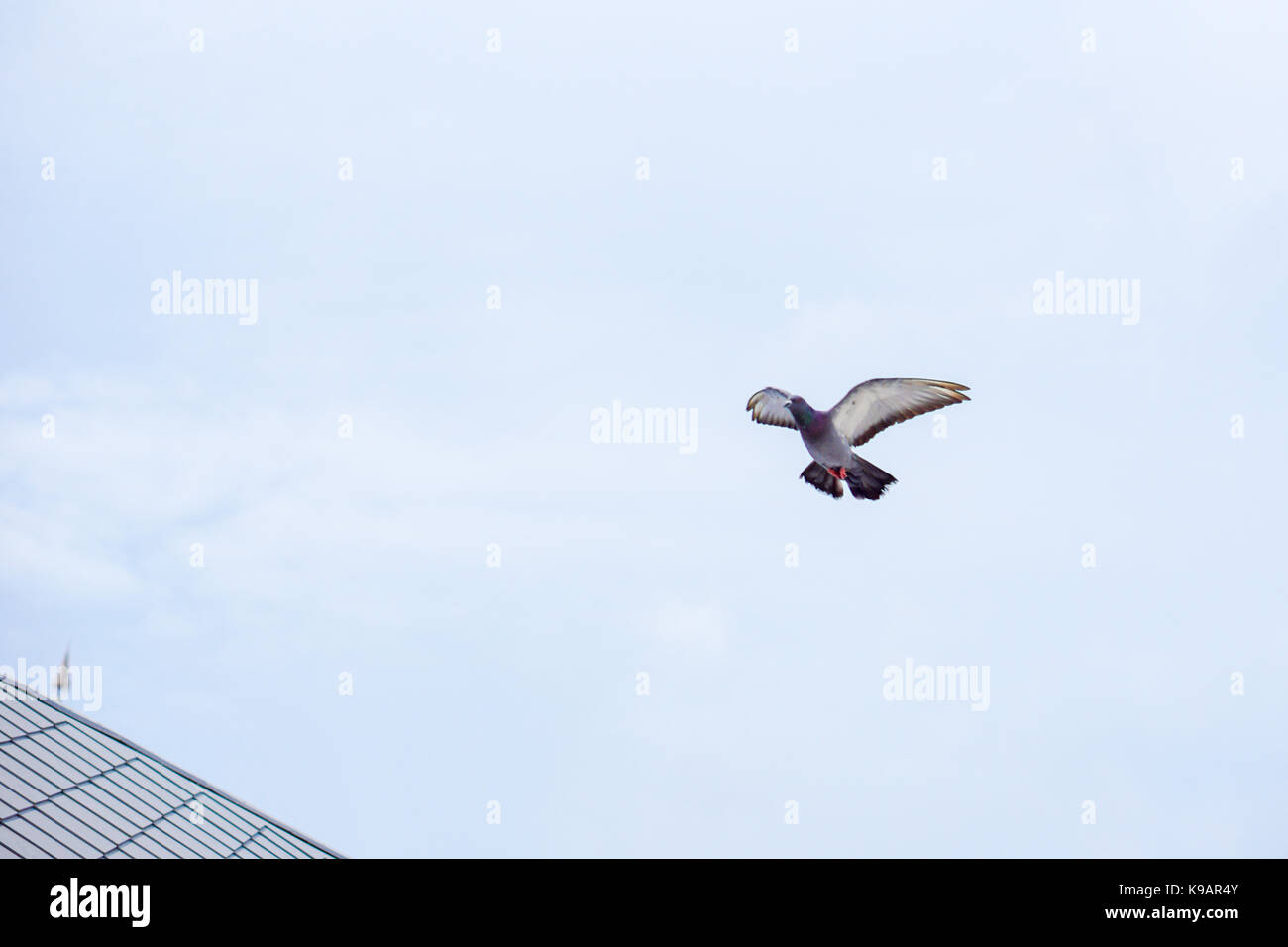 Seagull (white seabird) flying in the blue sky Stock Photo - Alamy