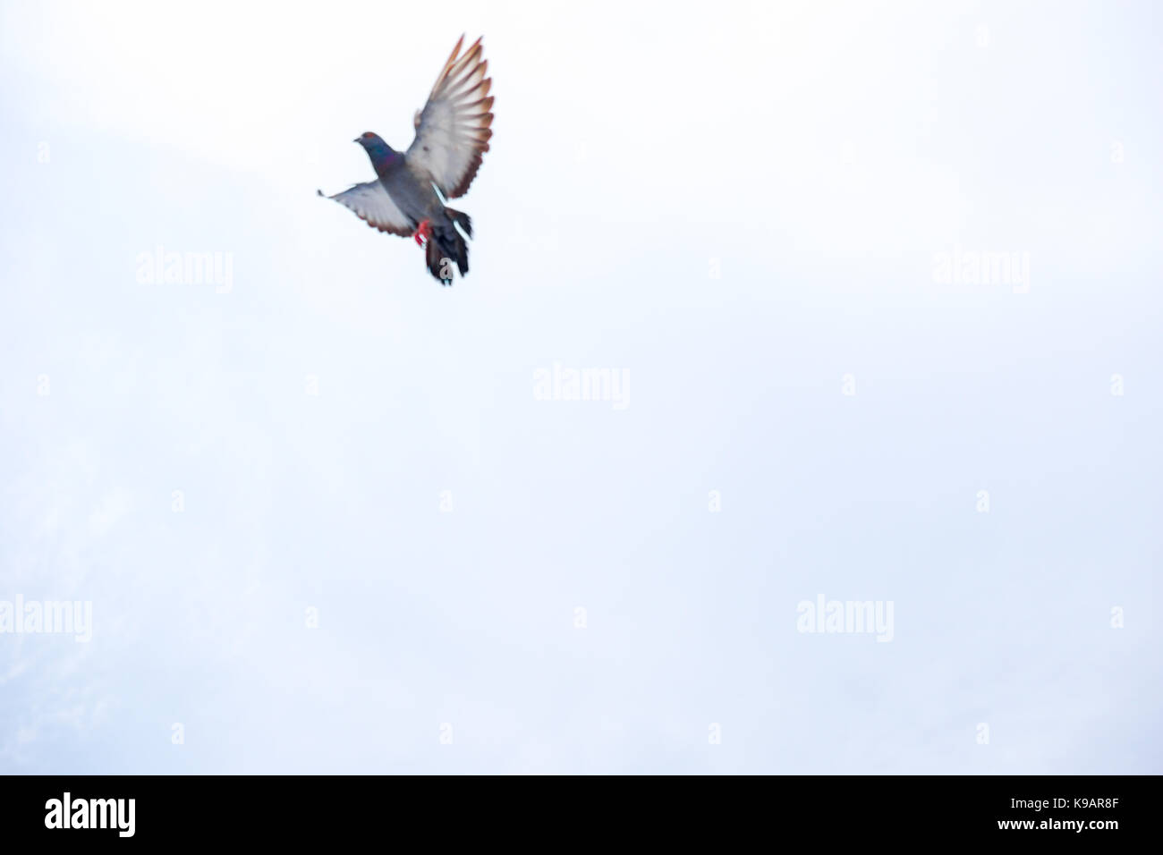 Seagull (white seabird) flying in the blue sky Stock Photo - Alamy