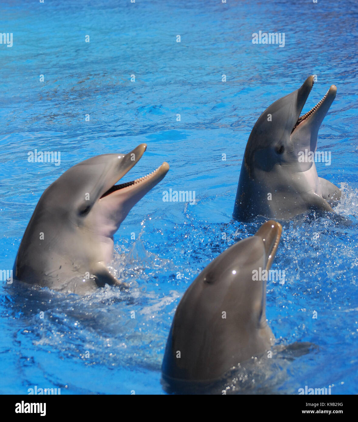 Three Bottle Nosed Dolphins Stock Photo