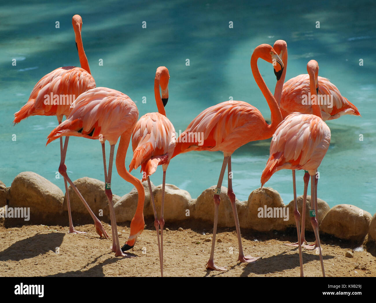 A group of six pink Chilean Flamingos stood by a pool Stock Photo