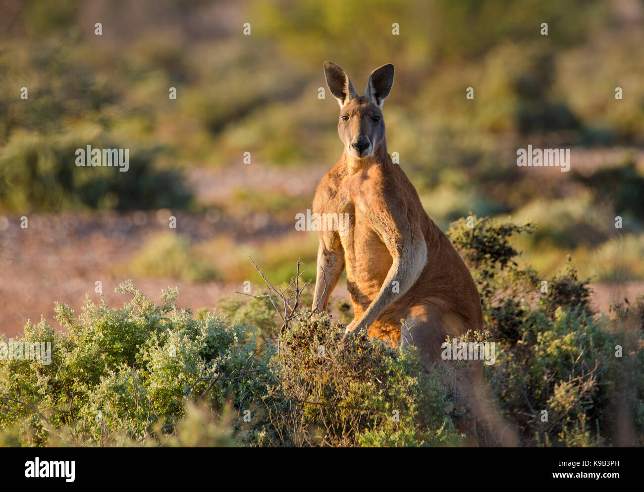Male Red Kangaroo (Macropus rufus), Sturt National Park, outback NSW,  Australia Stock Photo - Alamy