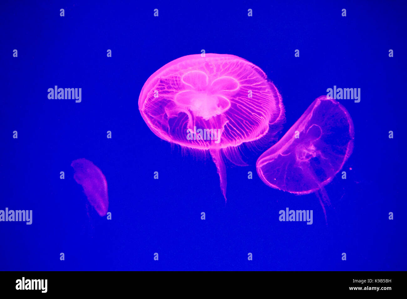 Moon jellyfish (Aurelia aurita) in an aquarium. Stock Photo