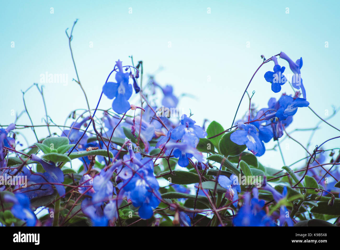 Blue wild Spring flowers Stock Photo