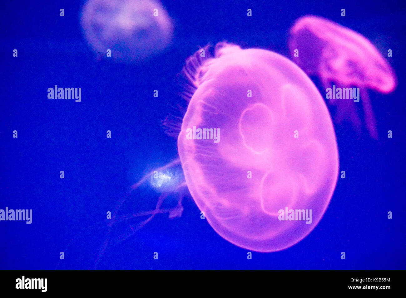 Moon jellyfish (Aurelia aurita) in an aquarium. Stock Photo