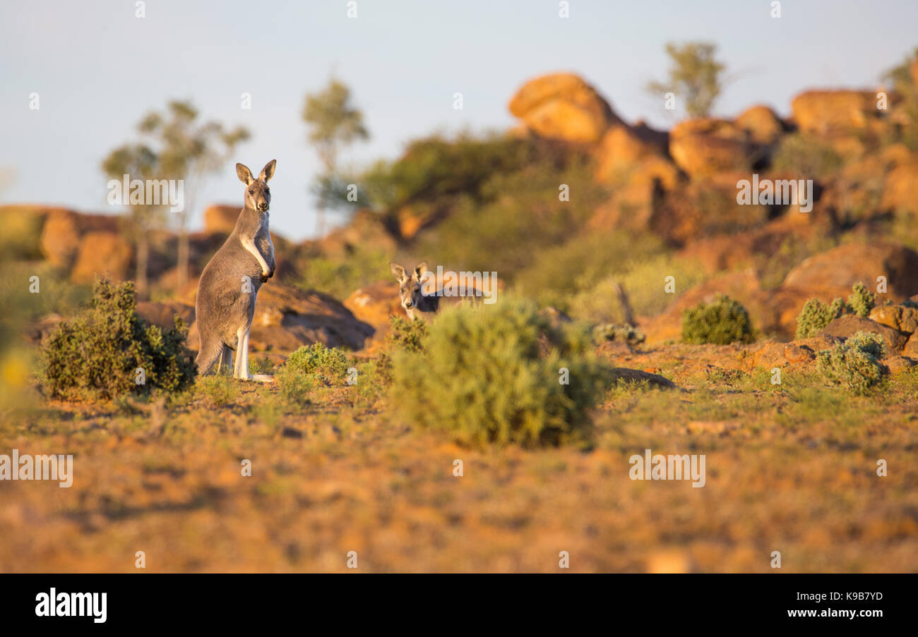 Red Kangaroo (Macropus rufus), Sturt National Park, outback NSW, Australia Stock Photo