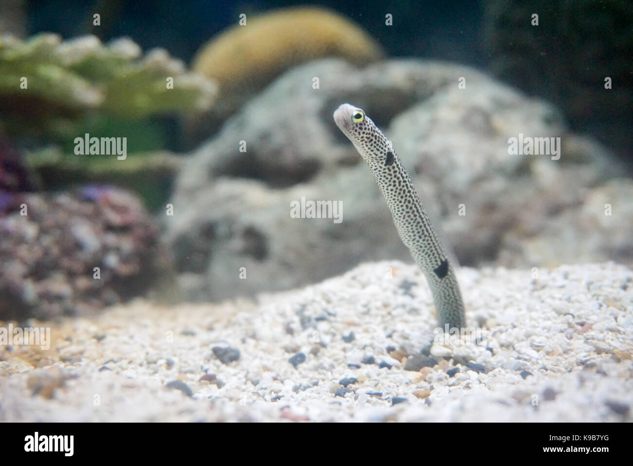 garden eel eating plankton on sea base Stock Photo