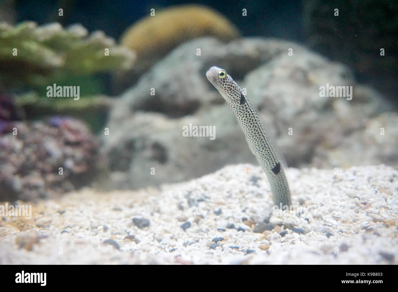 garden eel eating plankton on sea base Stock Photo