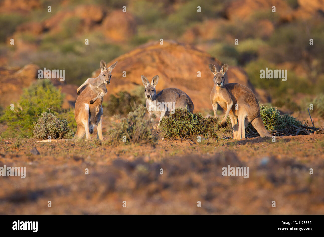 Red Kangaroo (Macropus rufus), Sturt National Park, outback NSW, Australia Stock Photo