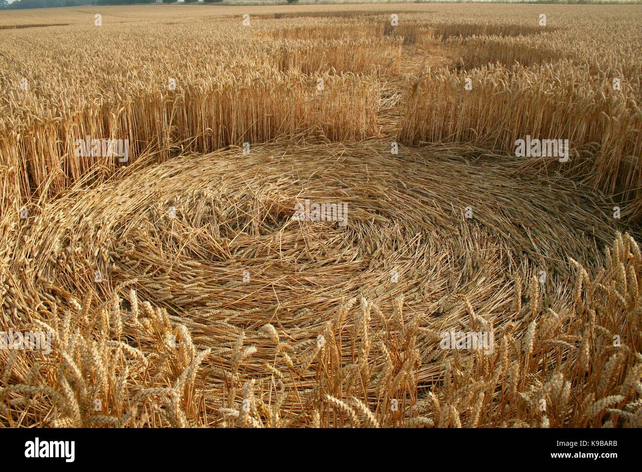 Close up of crop circle made in flattened wheat or barley in Wiltshire fields Stock Photo