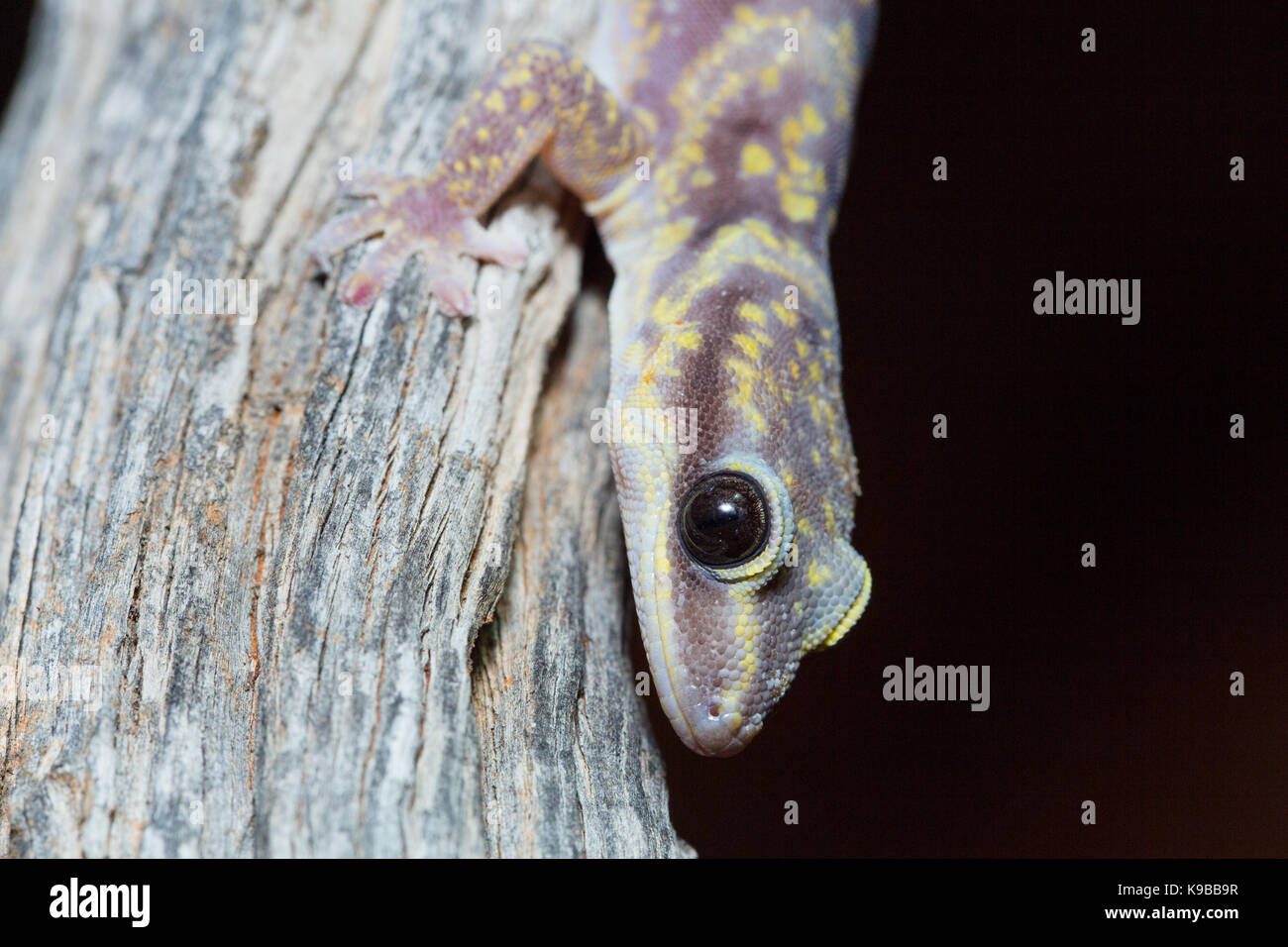 Marbled Velvet Gecko (Oedura marmorata), Queensland, Australia Stock Photo