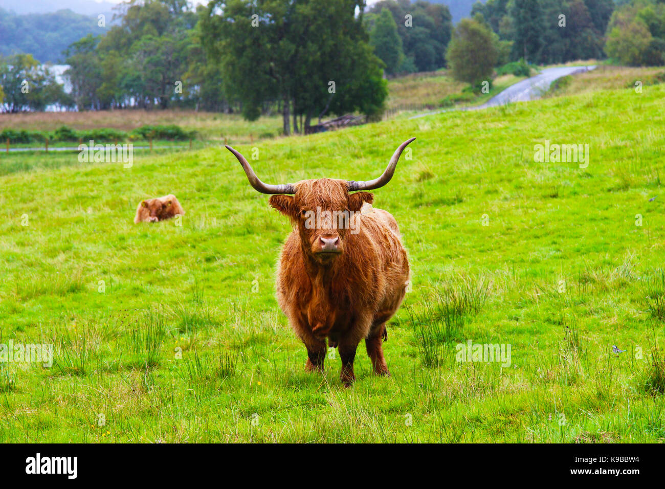 Highland Cow in Scottish nature Stock Photo - Alamy