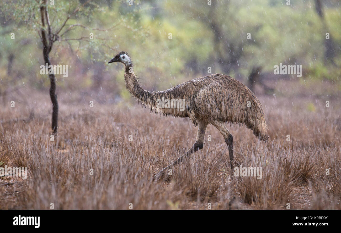 Emu (Dromaius novaehollandiae), outback Queensland, Australia Stock Photo