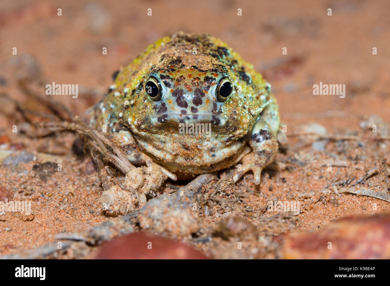 Crucifix Toad, also know as Holy Cross Frog (Notaden bennettii), Cunnamulla, Queensland, Australia Stock Photo