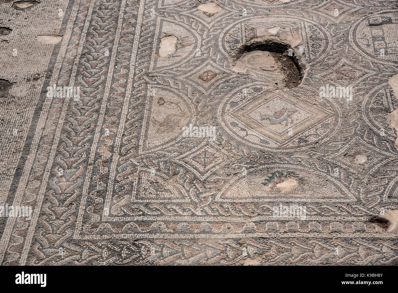 Israel, Lower Galilee, Zippori National Park The city of Zippori (Sepphoris) A Roman Byzantine period city with an abundance of mosaics Mosaic floor i Stock Photo