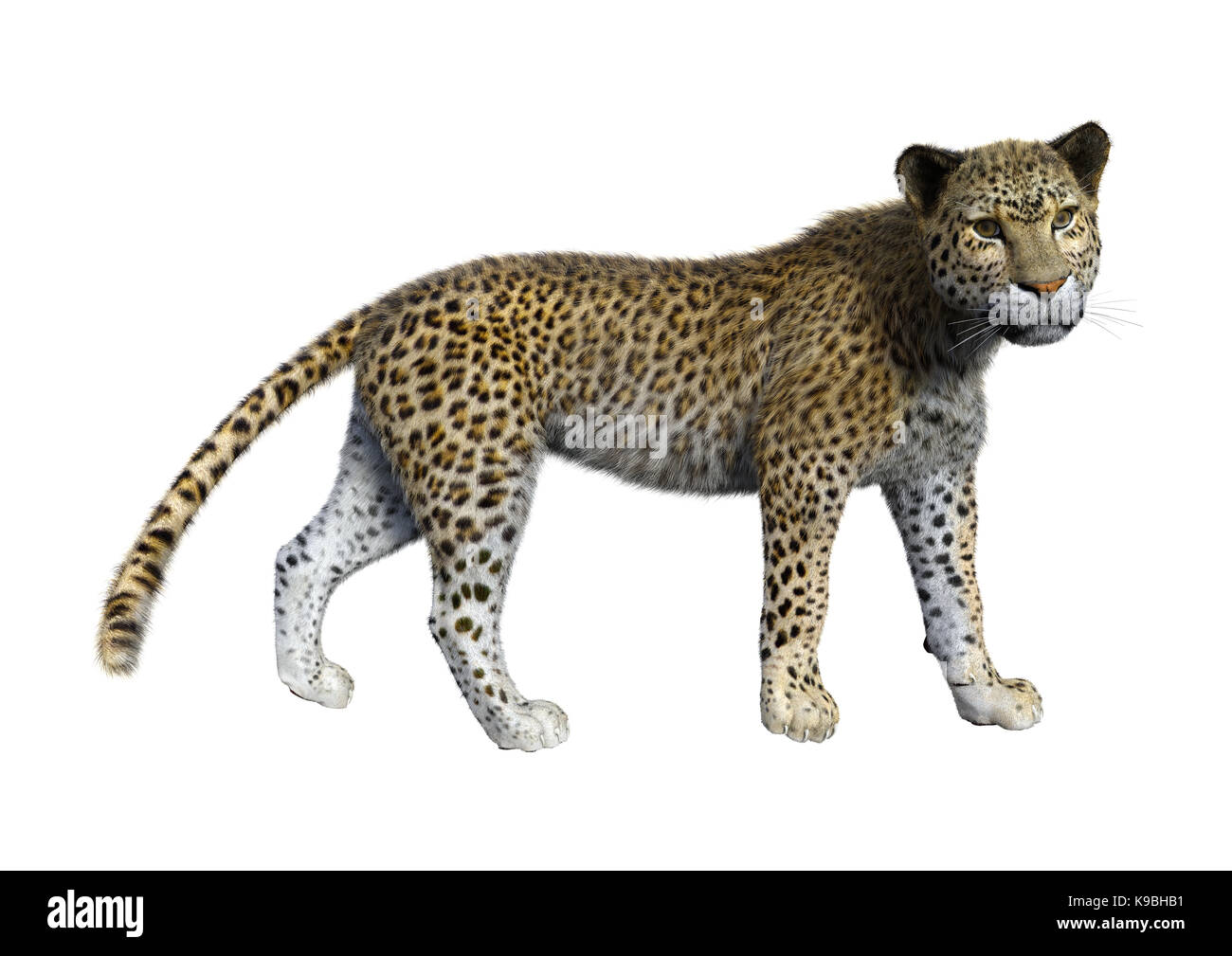 3D rendering of a big cat leopard isolated on white background Stock ...