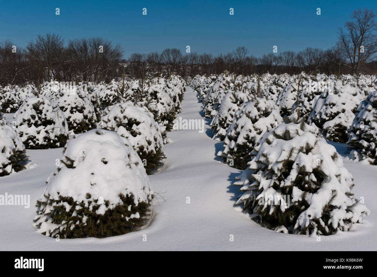 SNOW COVERED CHRISTMAS TREES, LANCASTER PENNSYLVANIA Stock Photo Alamy