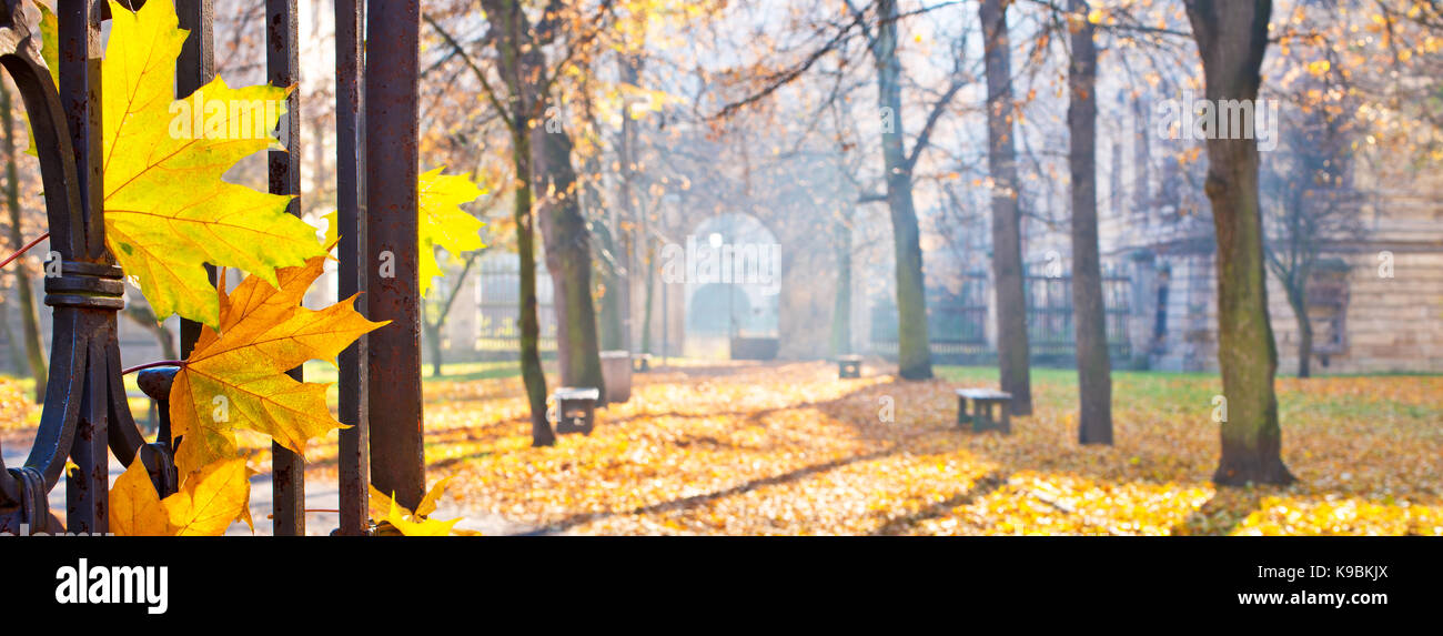 Autumn Landscape with Detail of Yellow Leaves Stock Photo