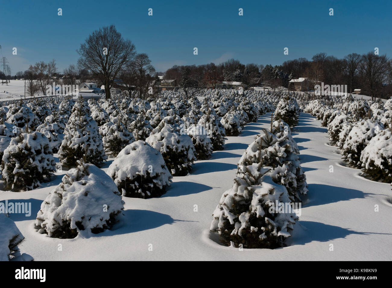 SNOW COVERED CHRISTMAS TREES, LANCASTER PENNSYLVANIA Stock Photo Alamy