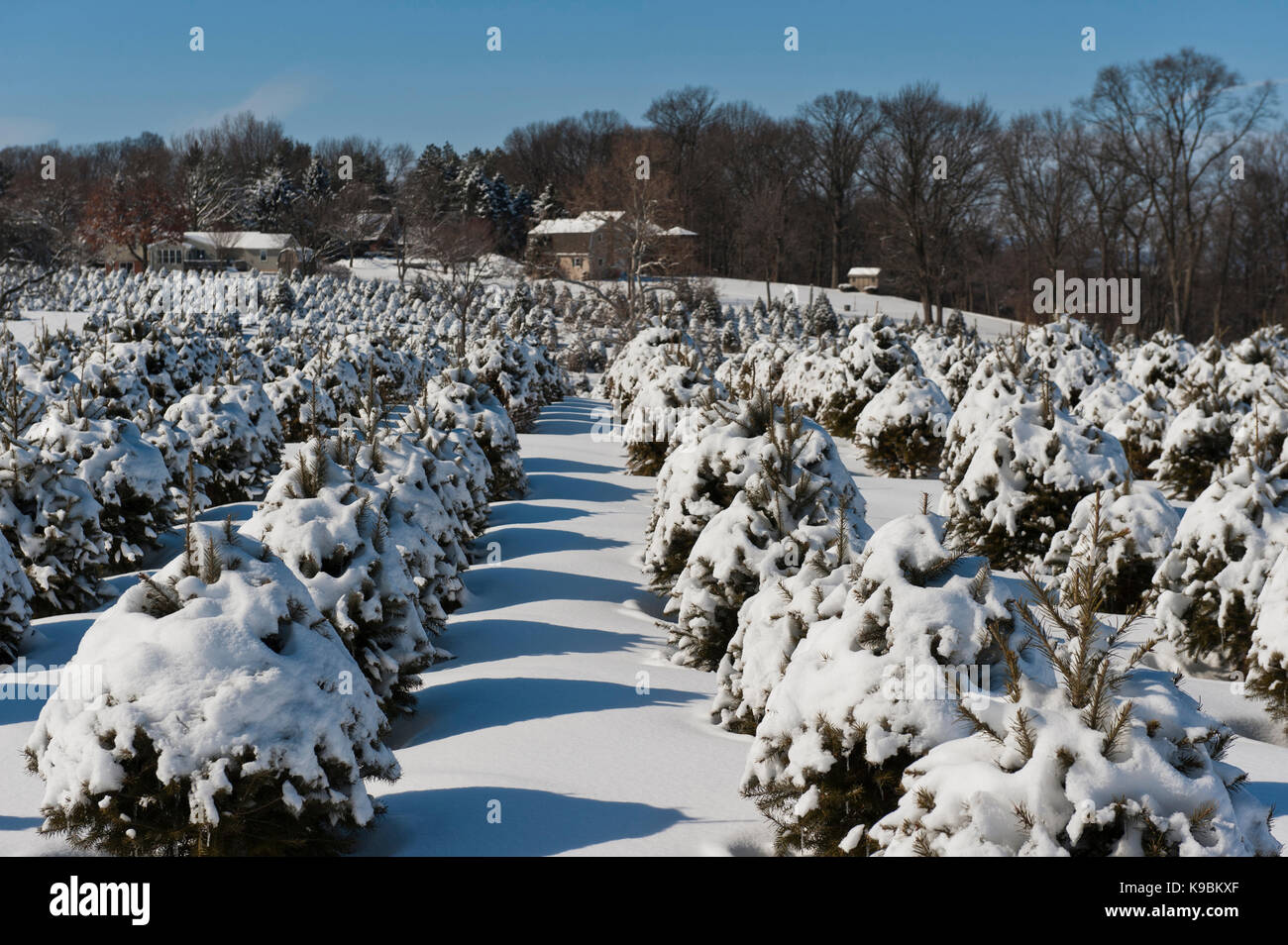 SNOW COVERED CHRISTMAS TREES, LANCASTER PENNSYLVANIA Stock Photo Alamy