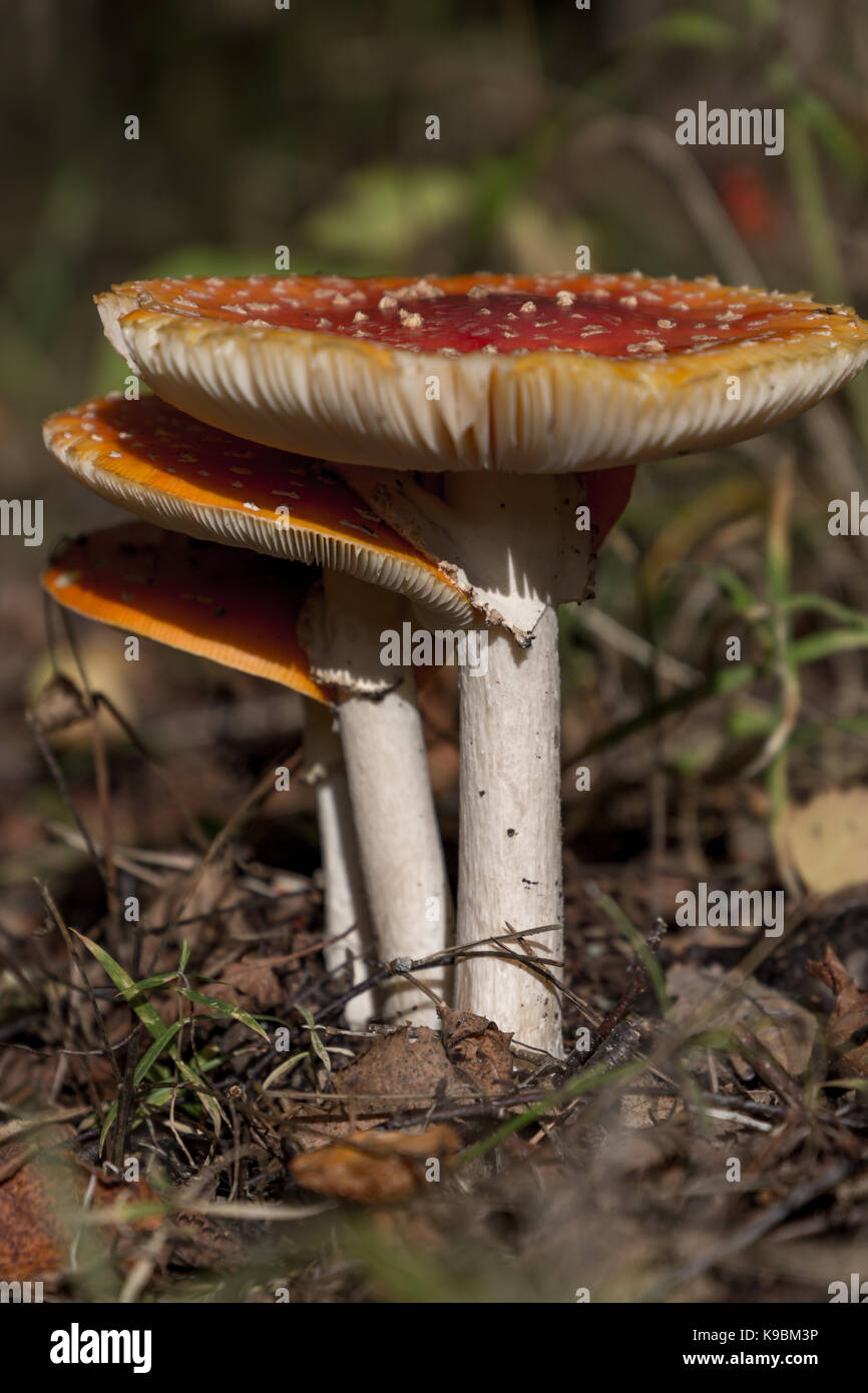 3 mushrooms growing side by side, infused together Stock Photo