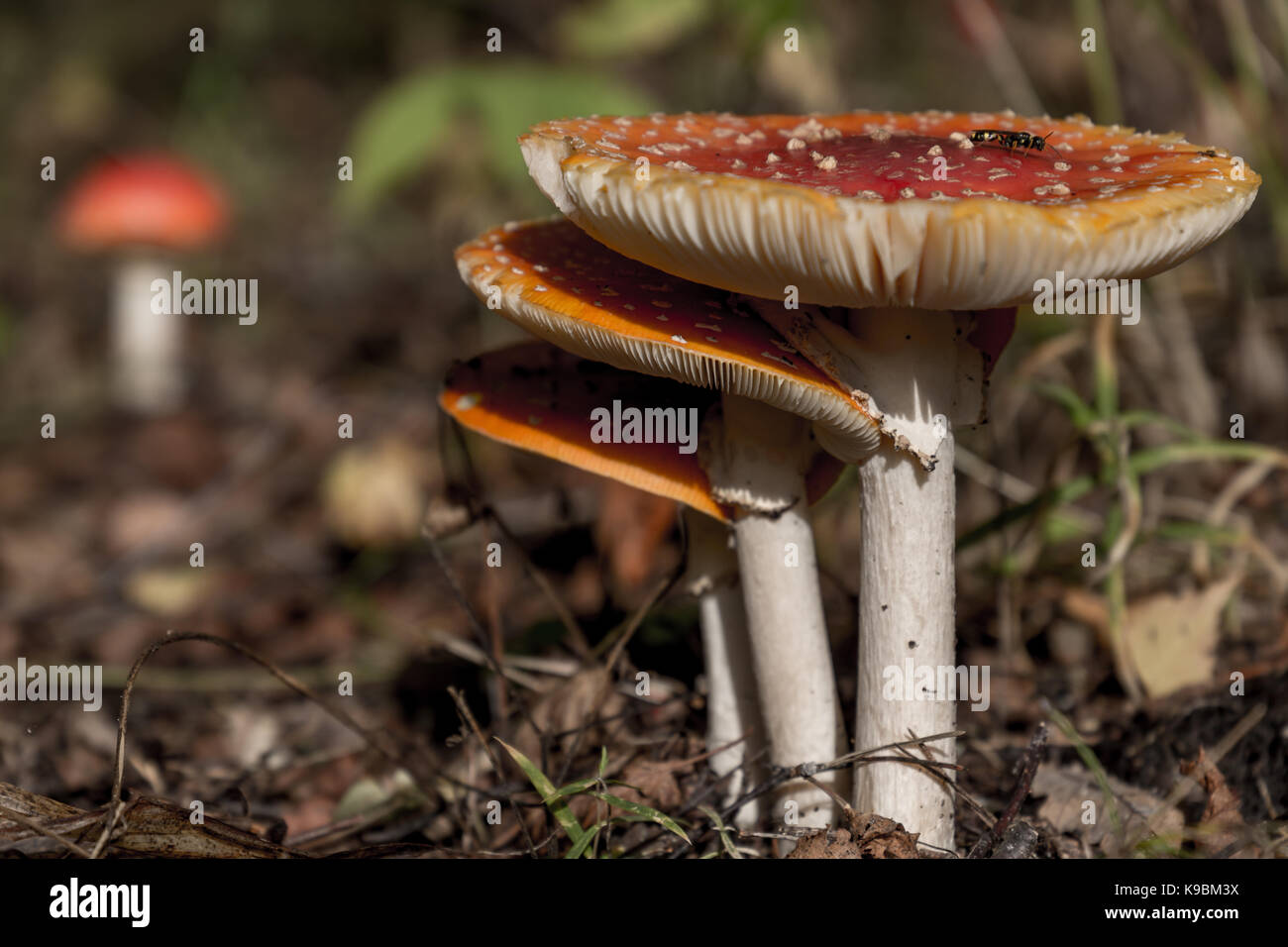 3 old Amanita Muscarias growing side by side other one young in background Stock Photo