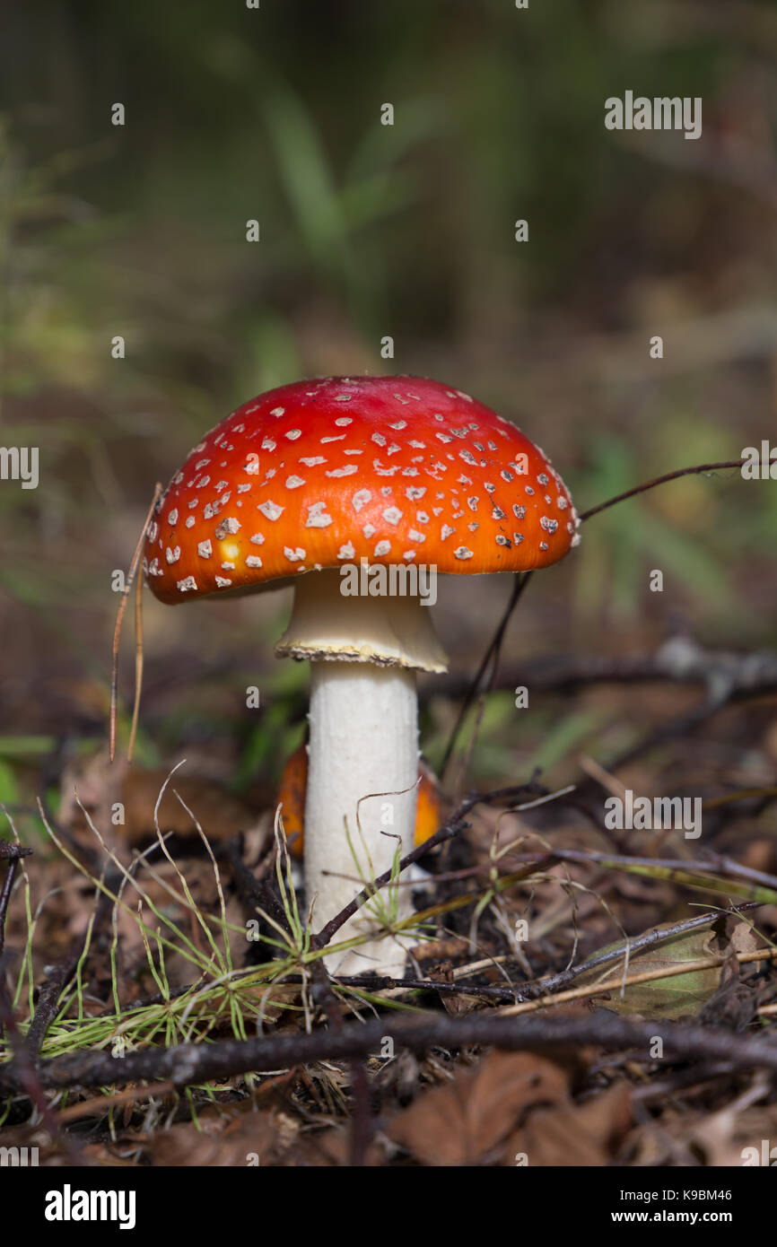 Small Amanita Muscaria close up Stock Photo